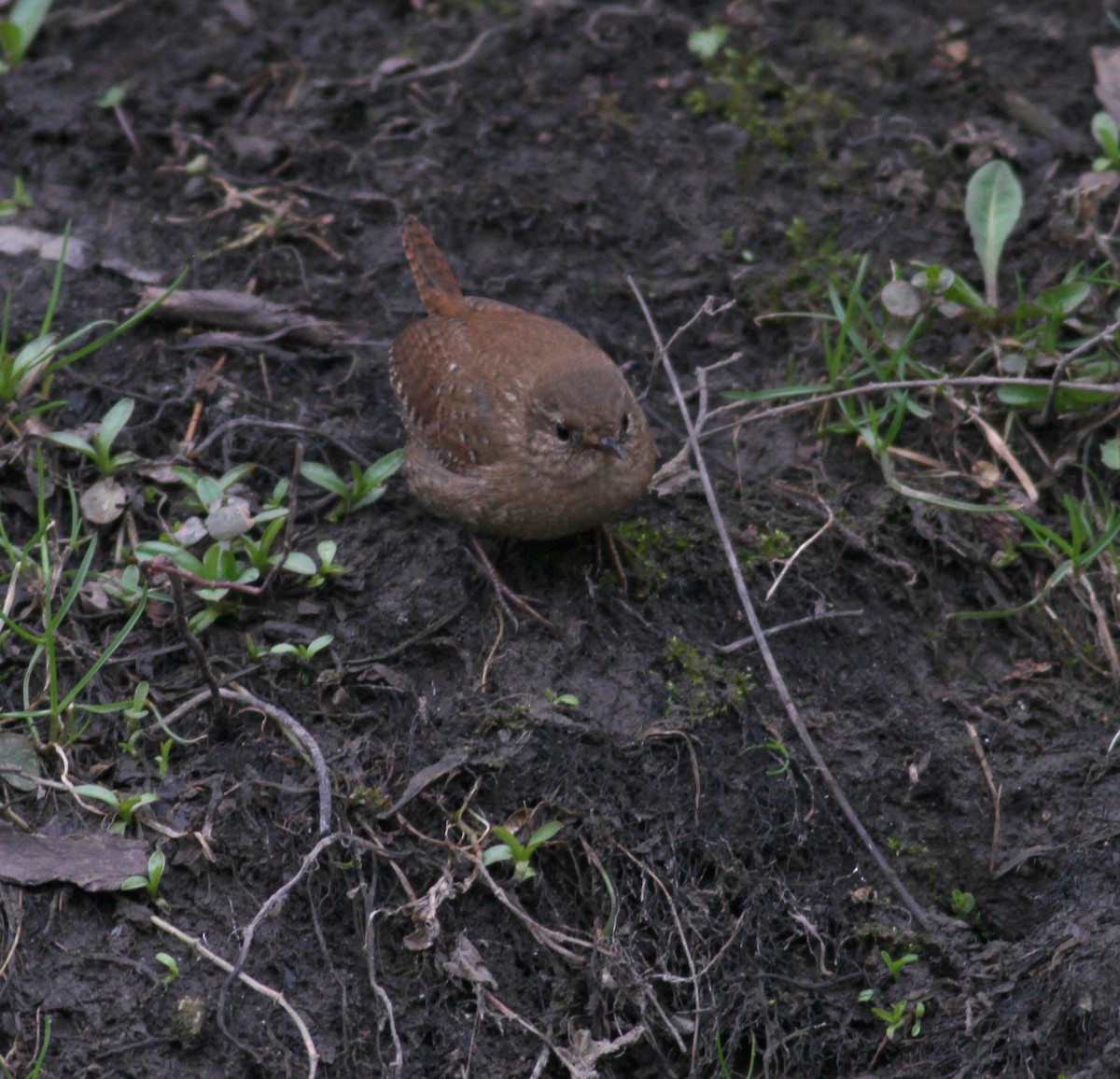 Winter Wren - ML640586441