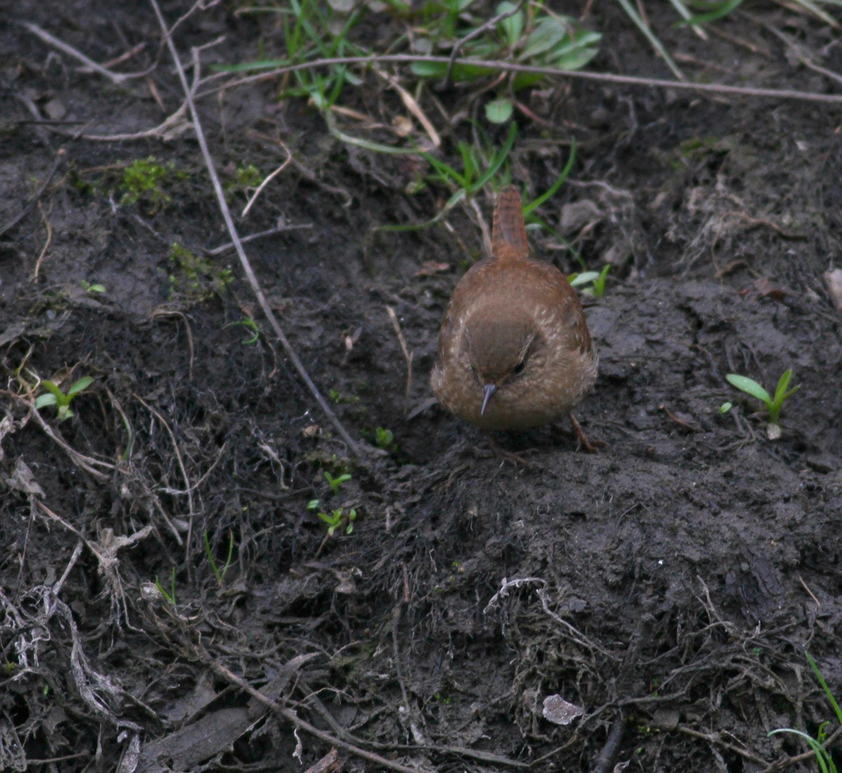 Winter Wren - ML640586442