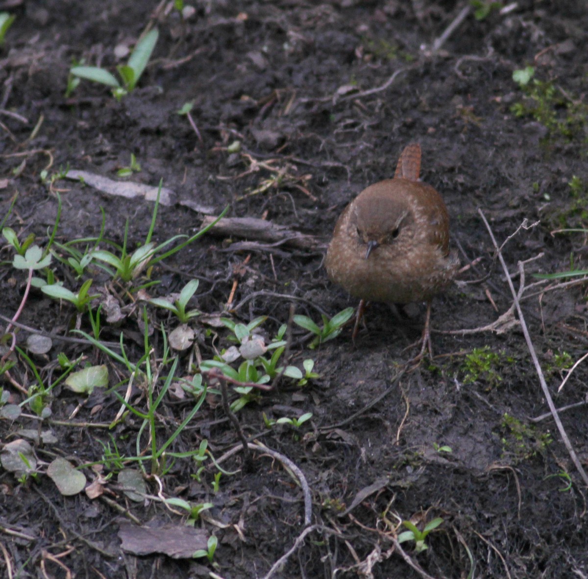 Winter Wren - ML640586443