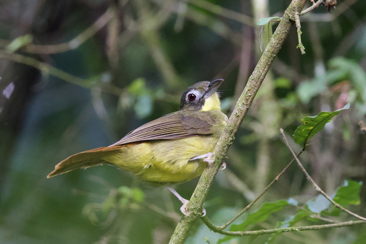 Red-tailed Bristlebill - ML640586506