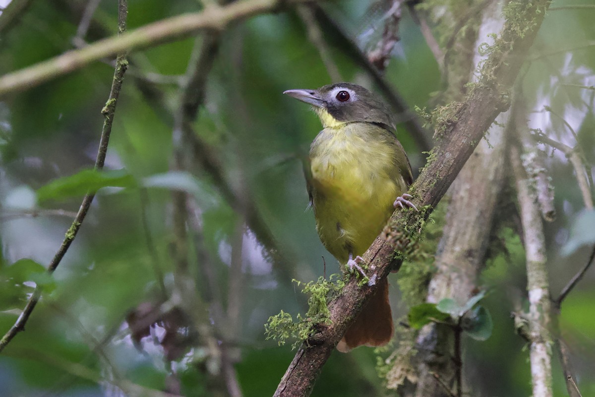 Red-tailed Bristlebill - ML640586507