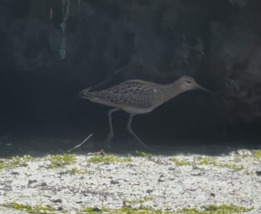 jespák bojovný - ML640586522