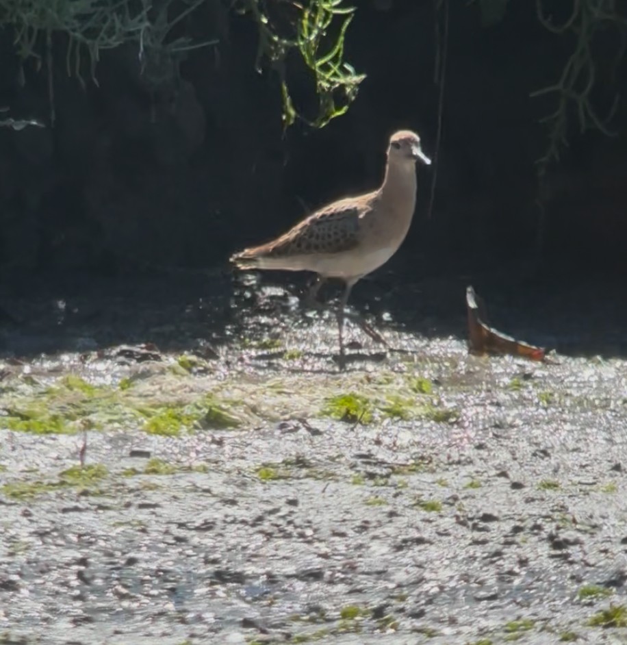 jespák bojovný - ML640586523