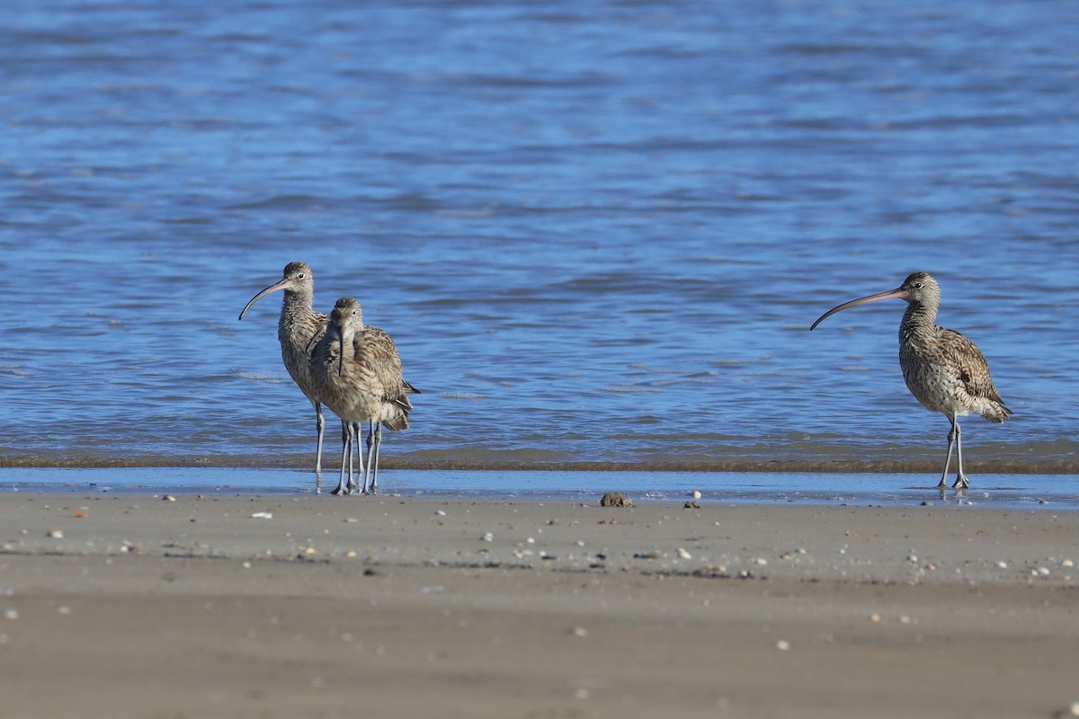 Far Eastern Curlew - ML640586658