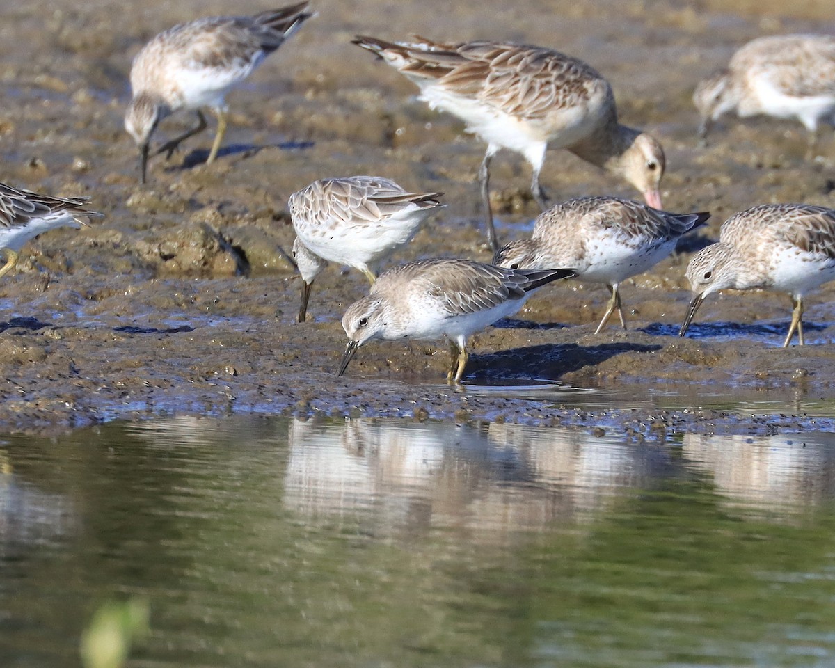 Red Knot - ML640586664