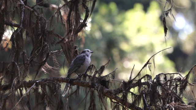 Canada Jay - ML640586685