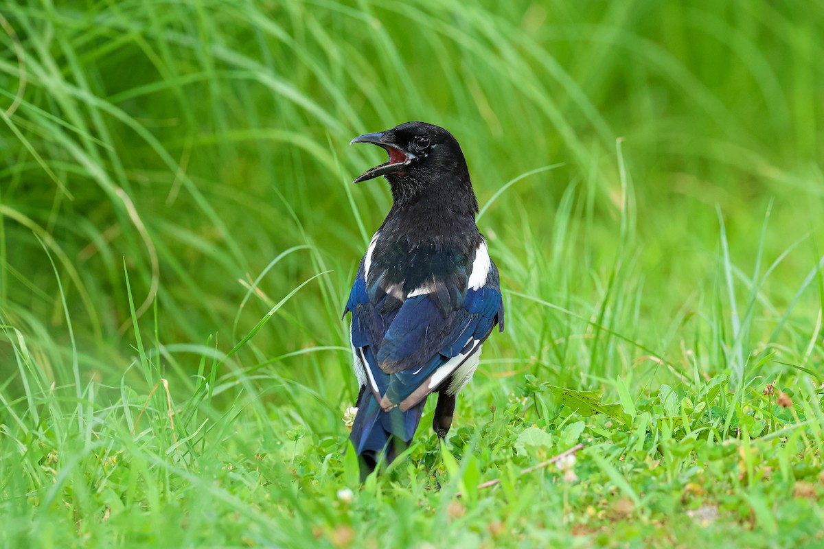 Oriental Magpie - ML640586708