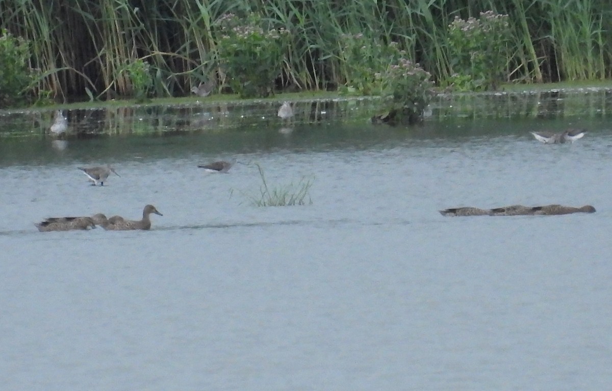 Gadwall - ML640586717