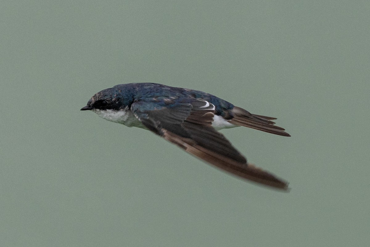 Tree Swallow - ML640586743