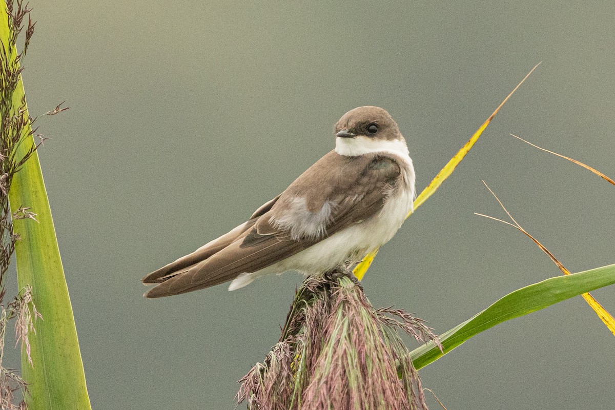 Tree Swallow - ML640586744