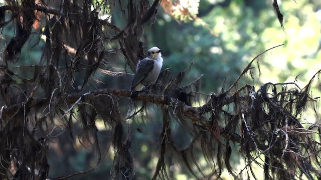 Canada Jay - ML640586769