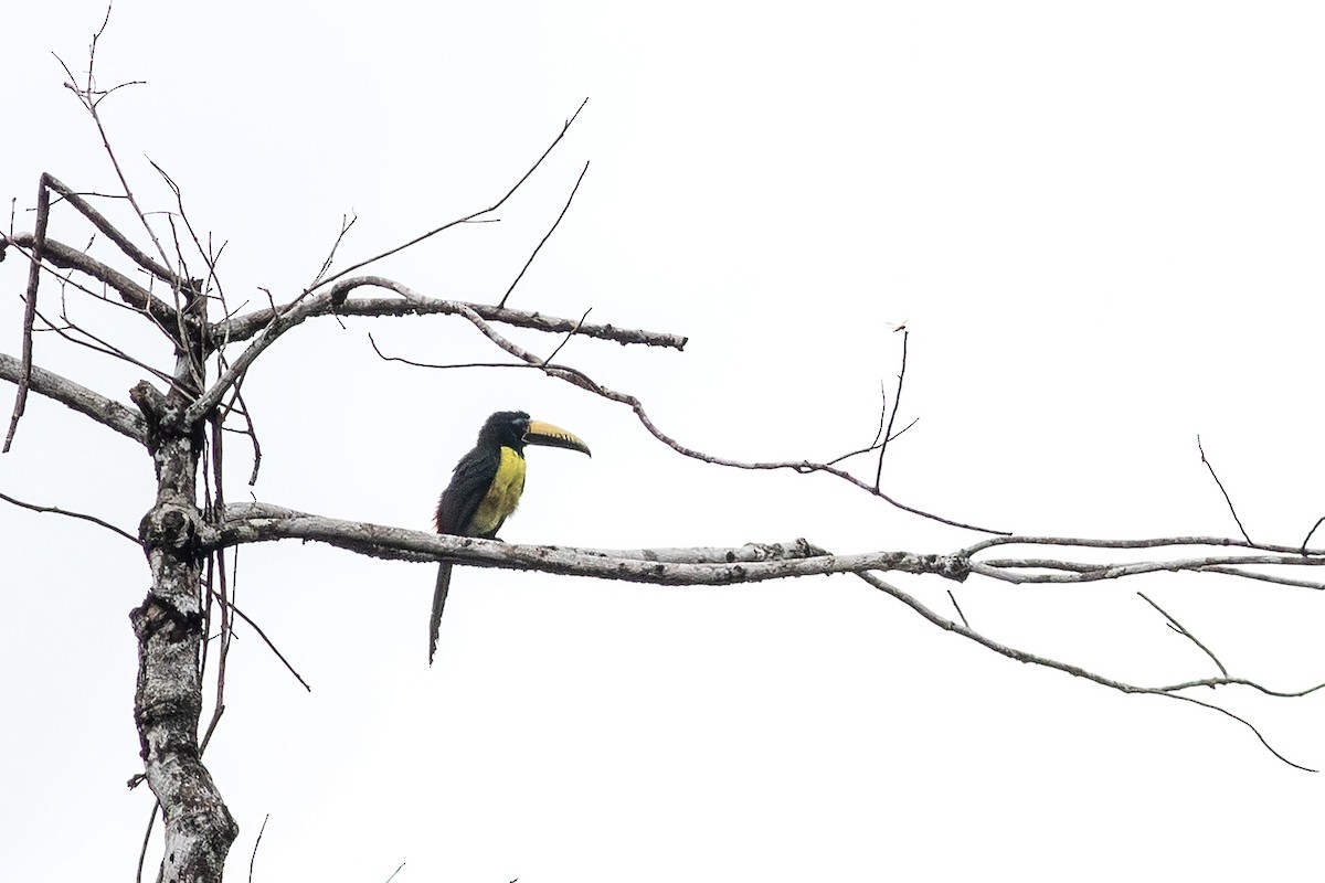 Lettered Aracari - ML640586813