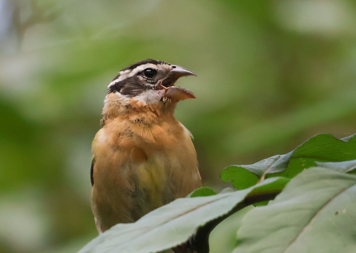 Black-headed Grosbeak - ML640586818