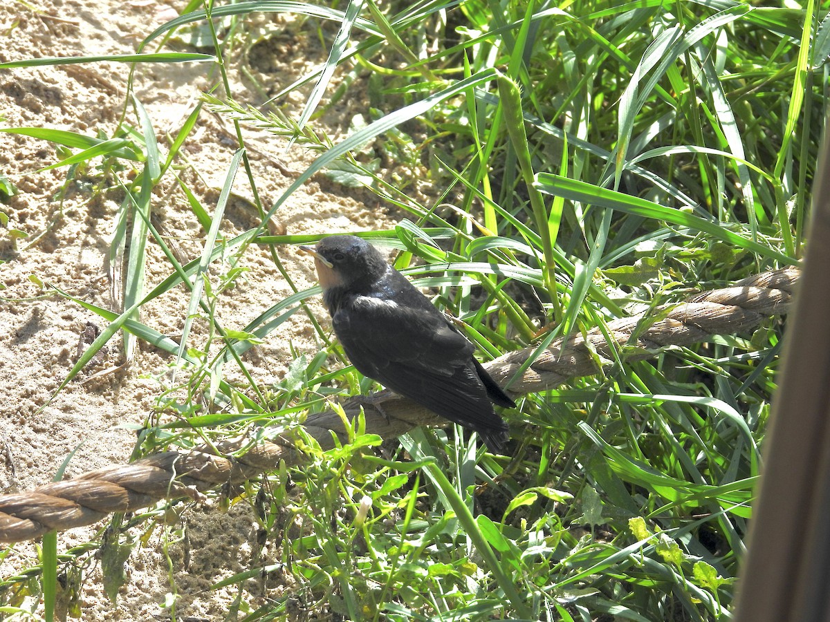 Асрын хараацай - ML640586847