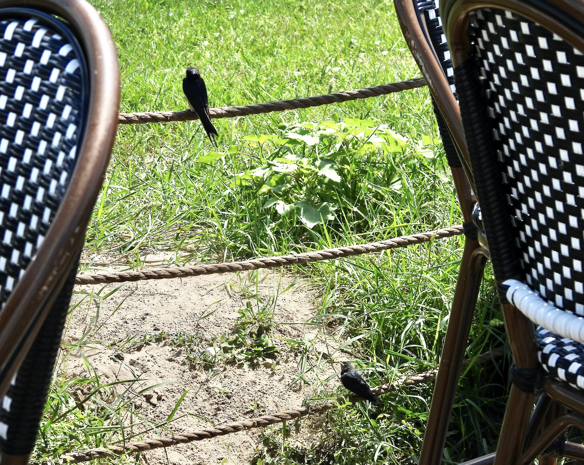 Асрын хараацай - ML640586850