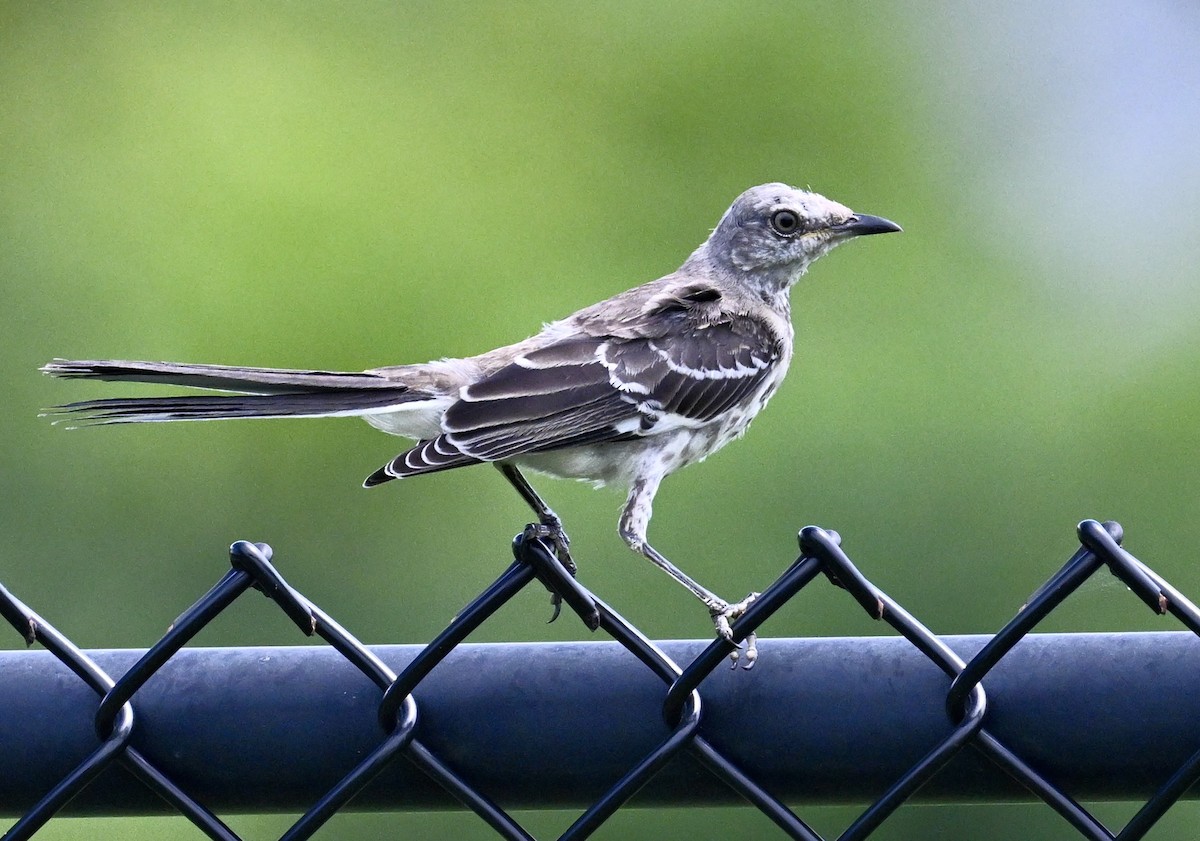 Northern Mockingbird - ML640586856