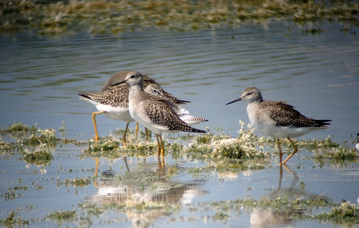 Lesser Yellowlegs - ML640586981
