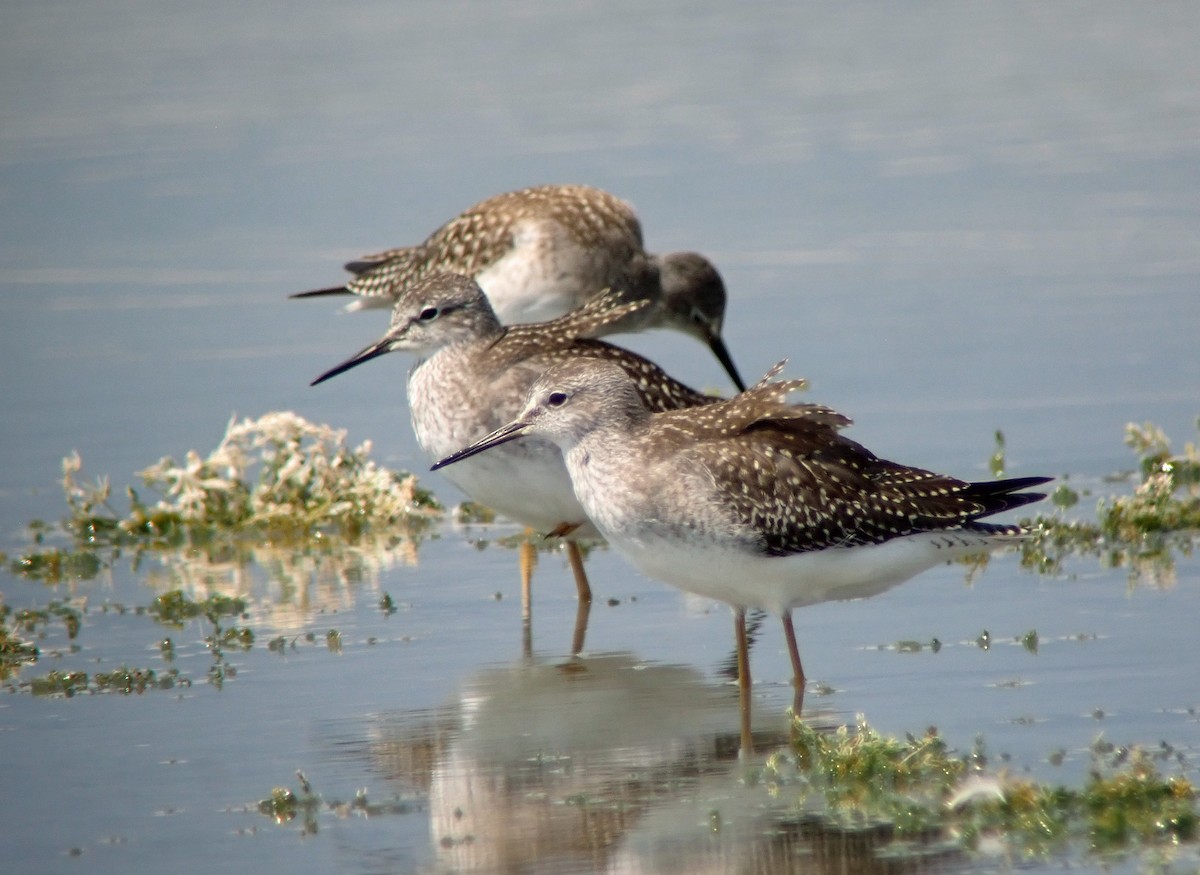 Lesser Yellowlegs - ML640587008