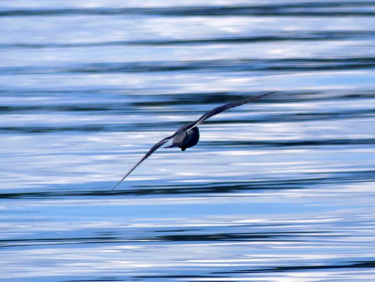 Short-tailed Shearwater - ML640587162