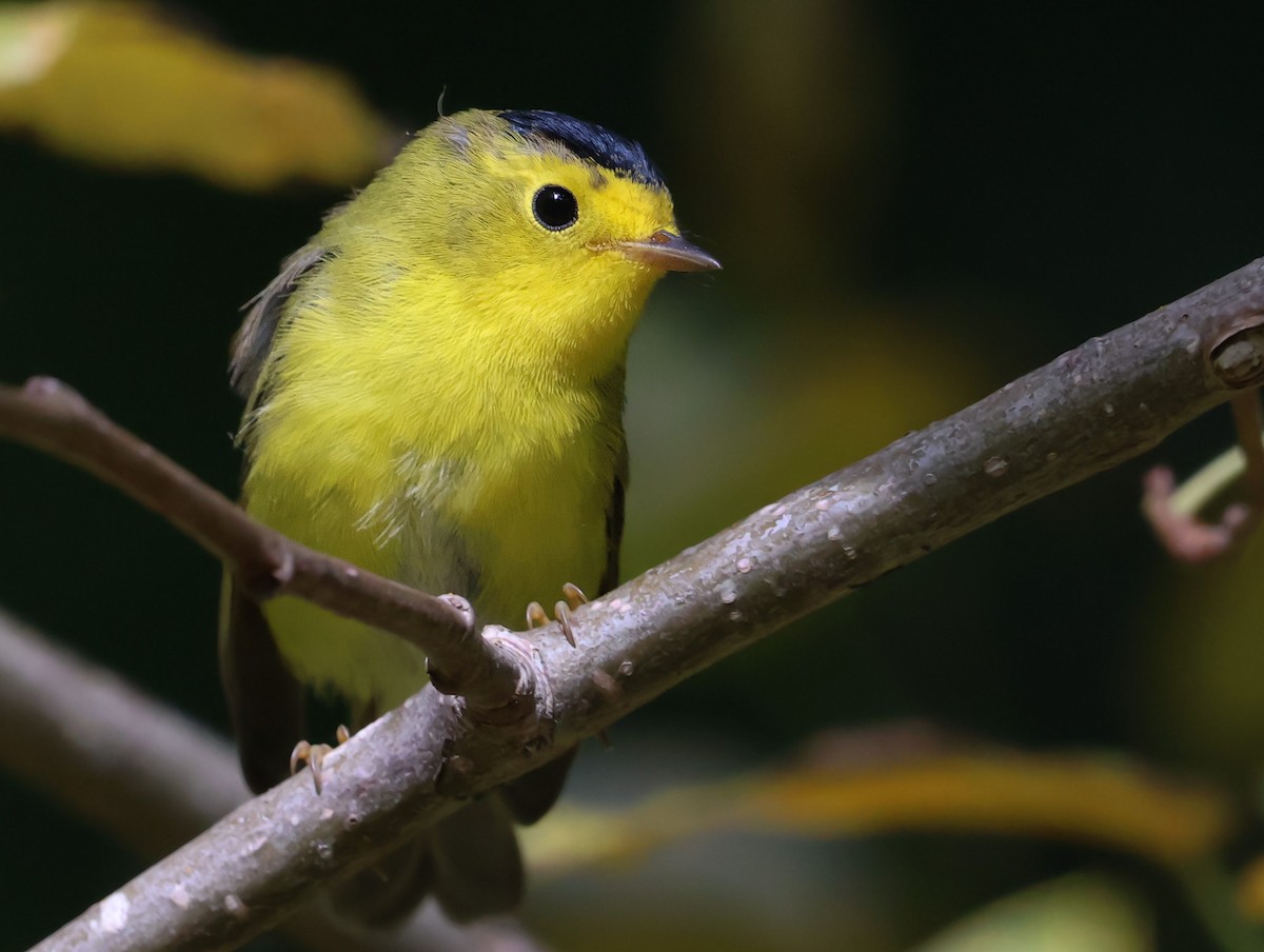 Wilson's Warbler - ML640587206