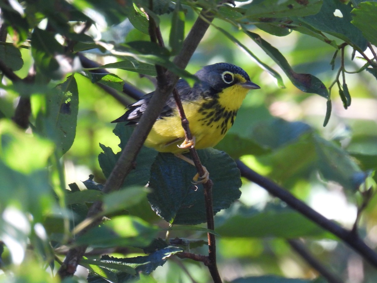 クロボシアメリカムシクイ - ML640587336