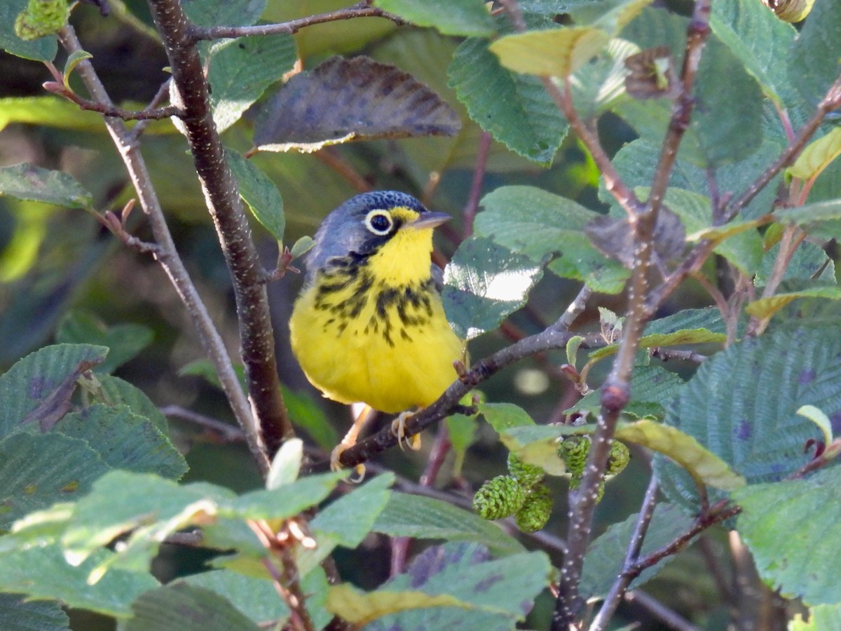 クロボシアメリカムシクイ - ML640587337