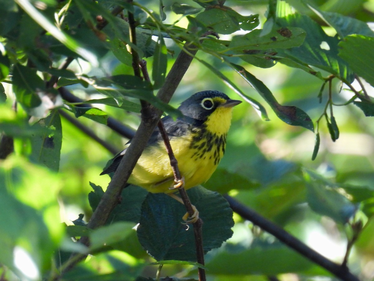 クロボシアメリカムシクイ - ML640587338