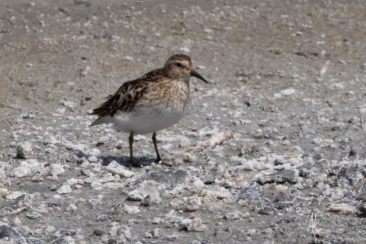 Least Sandpiper - ML640587354