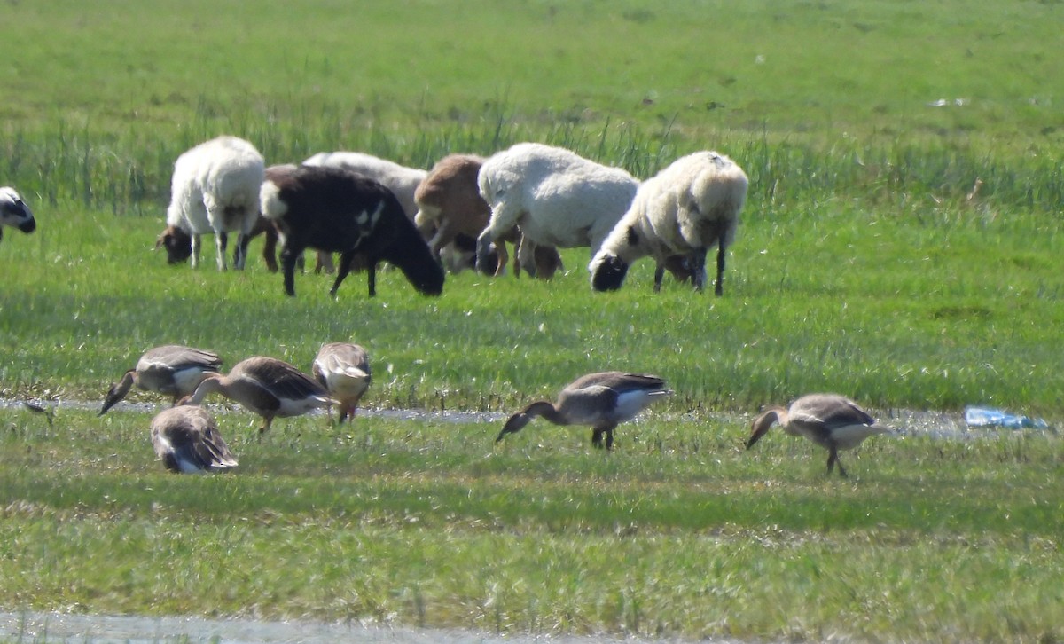 Swan Goose - ML640587421