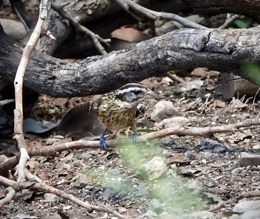 Rose-breasted Grosbeak - ML640587452