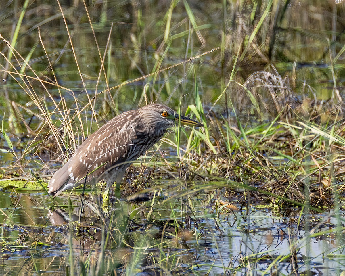 Nitticora - ML640587496
