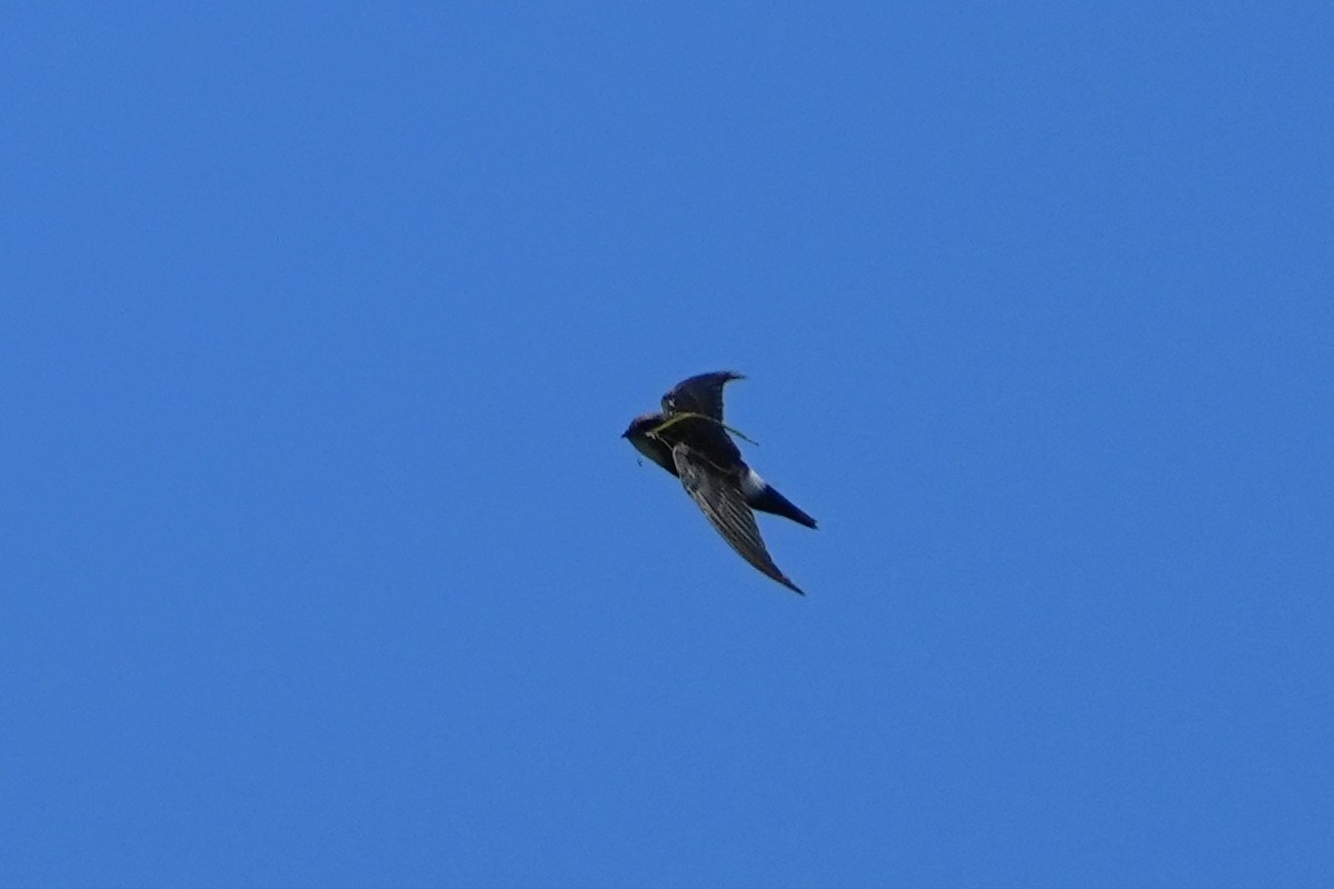 House Swift - ML640587518