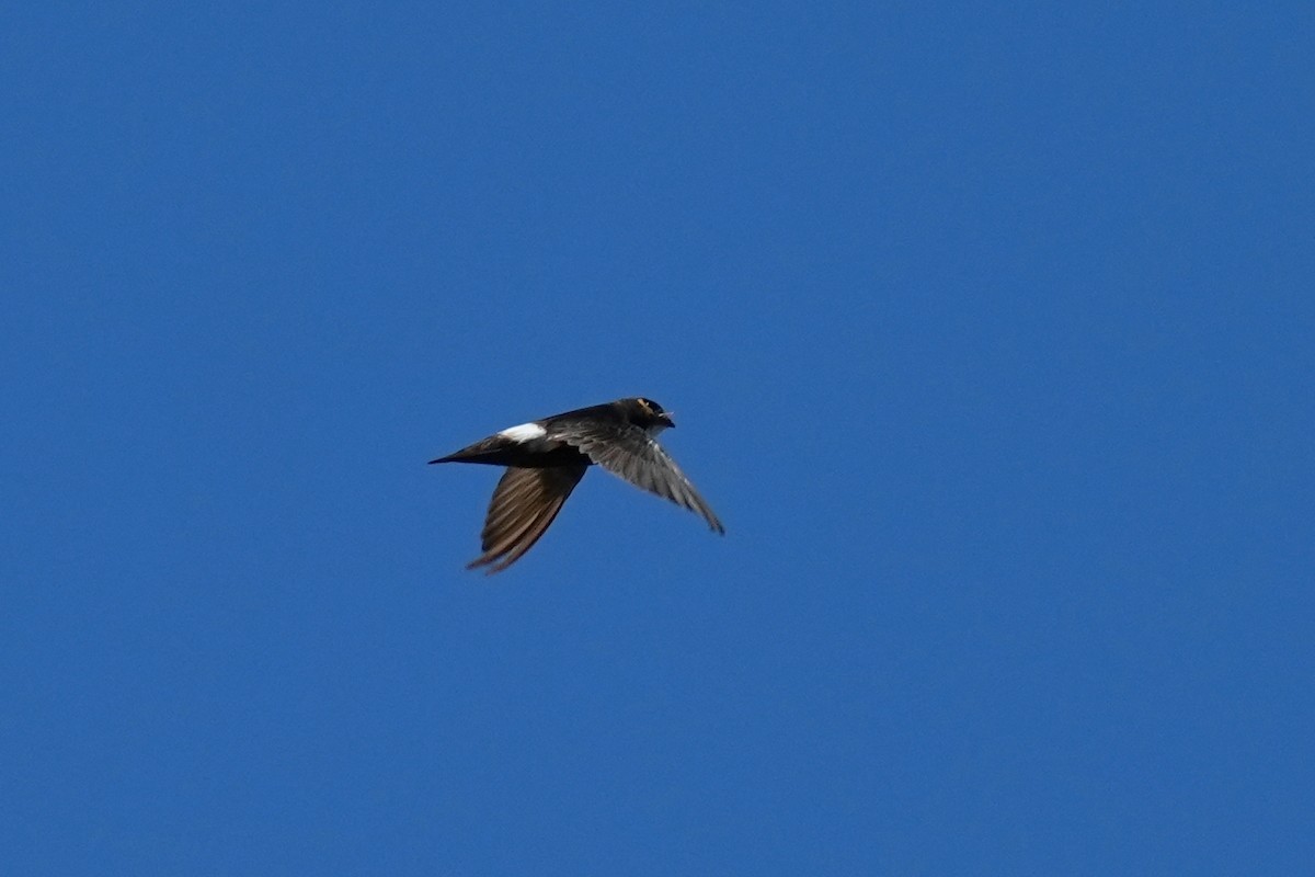 House Swift - ML640587519
