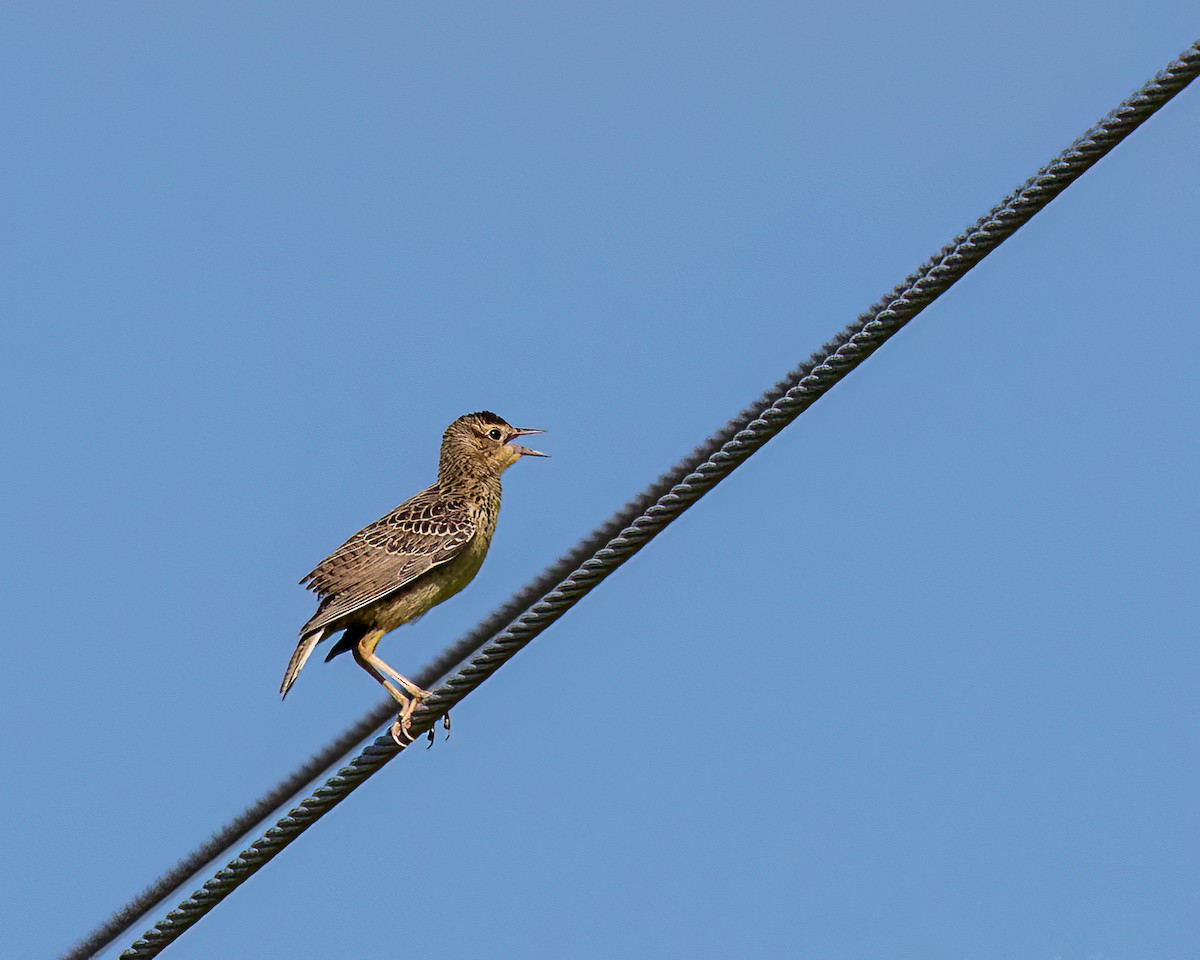 Western Meadowlark - ML640587543