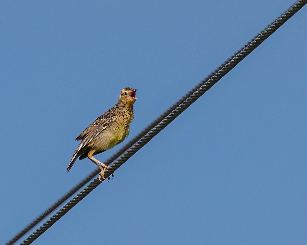 Western Meadowlark - ML640587544