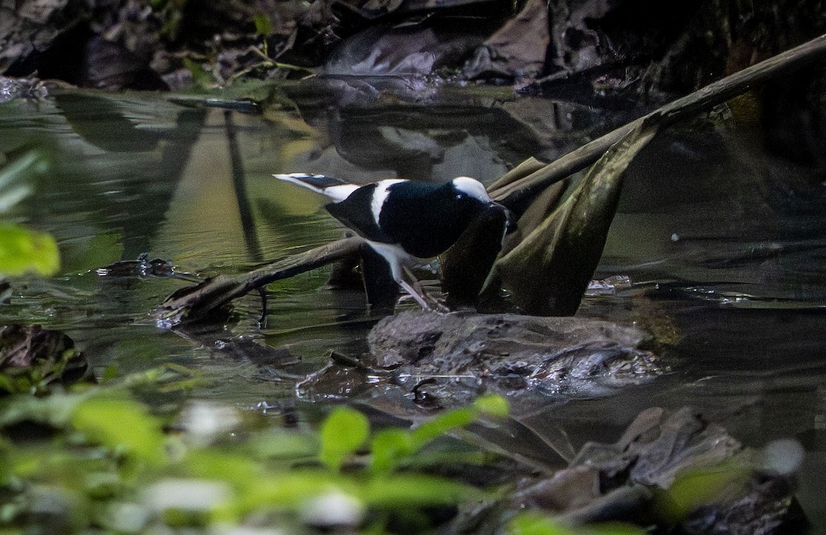 White-crowned Forktail - ML640587570