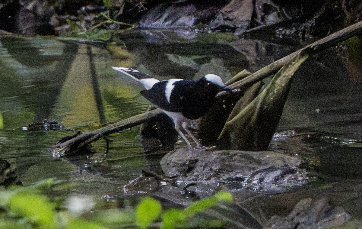 White-crowned Forktail - ML640587571