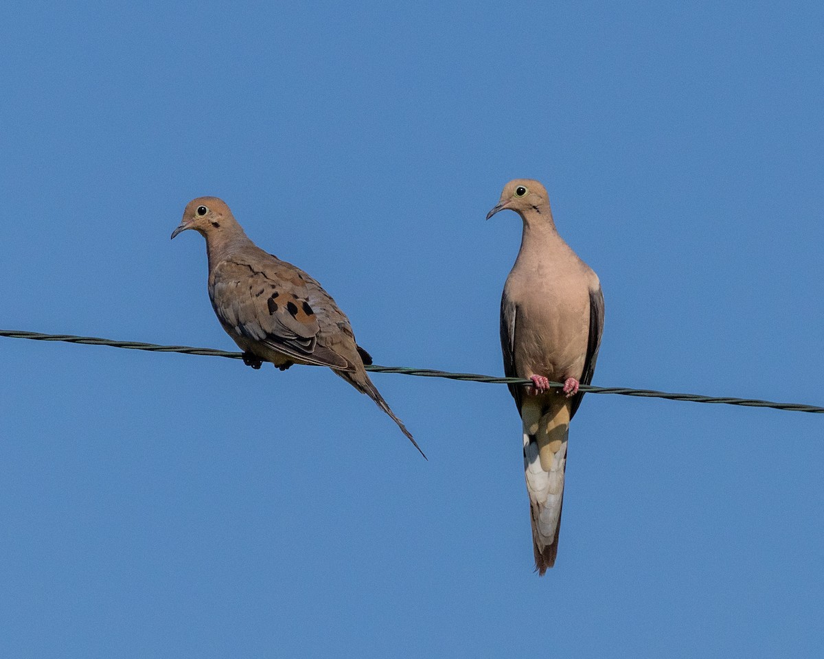 Mourning Dove - ML640587575