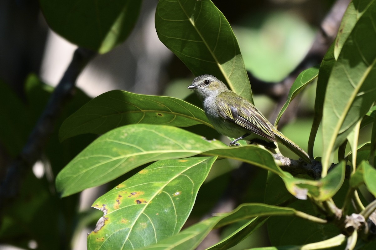 Mistletoe Tyrannulet - ML640587582