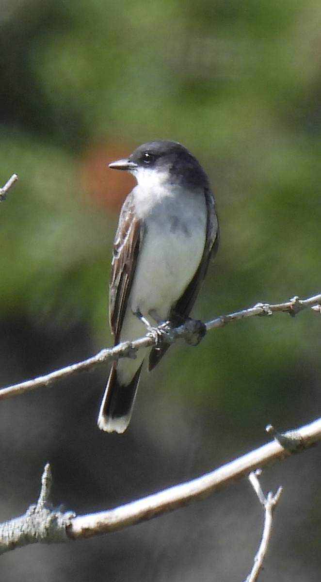 Eastern Kingbird - ML640587605