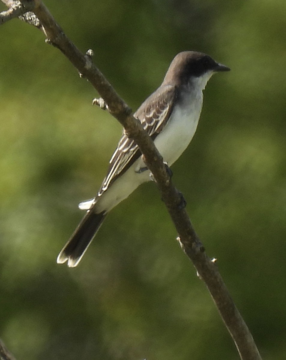 Eastern Kingbird - ML640587606