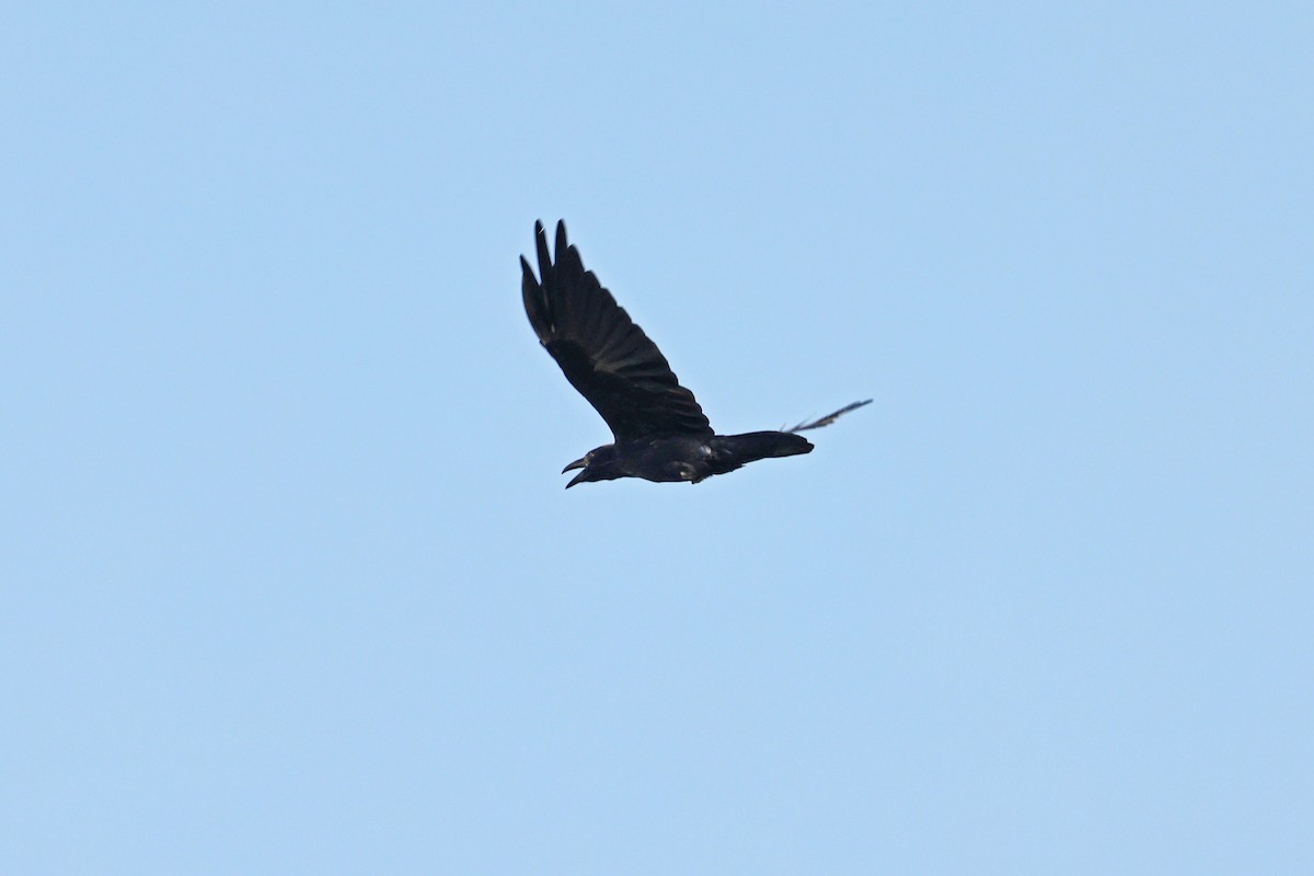 raven sp. - ML640587611