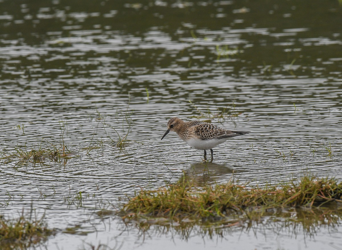 ヒメウズラシギ - ML640587621