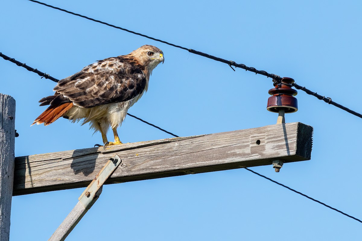 アカオノスリ - ML640587642