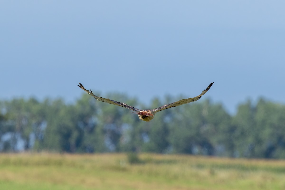 アカオノスリ - ML640587643