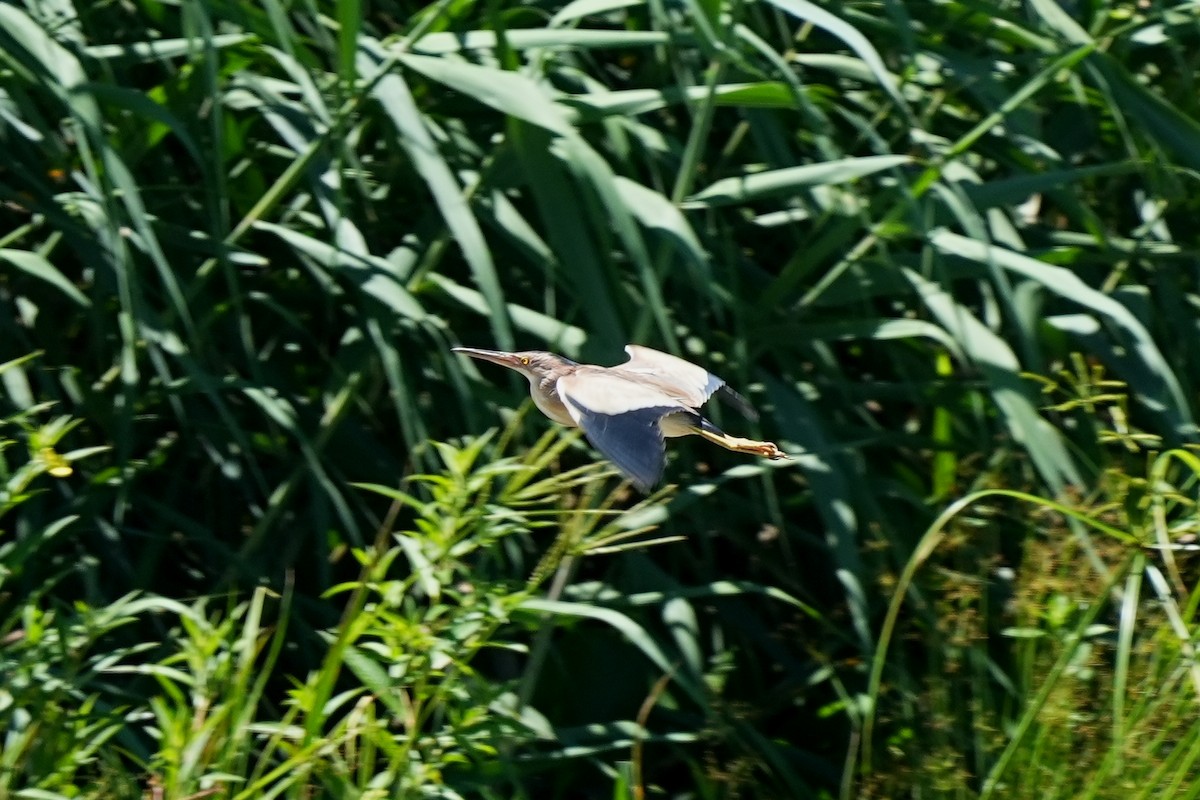 Yellow Bittern - ML640587659