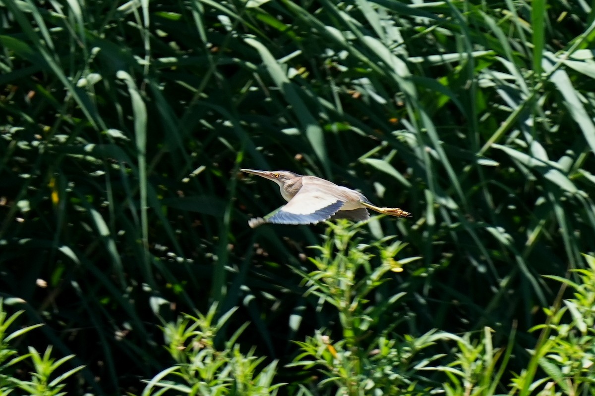 Yellow Bittern - ML640587660
