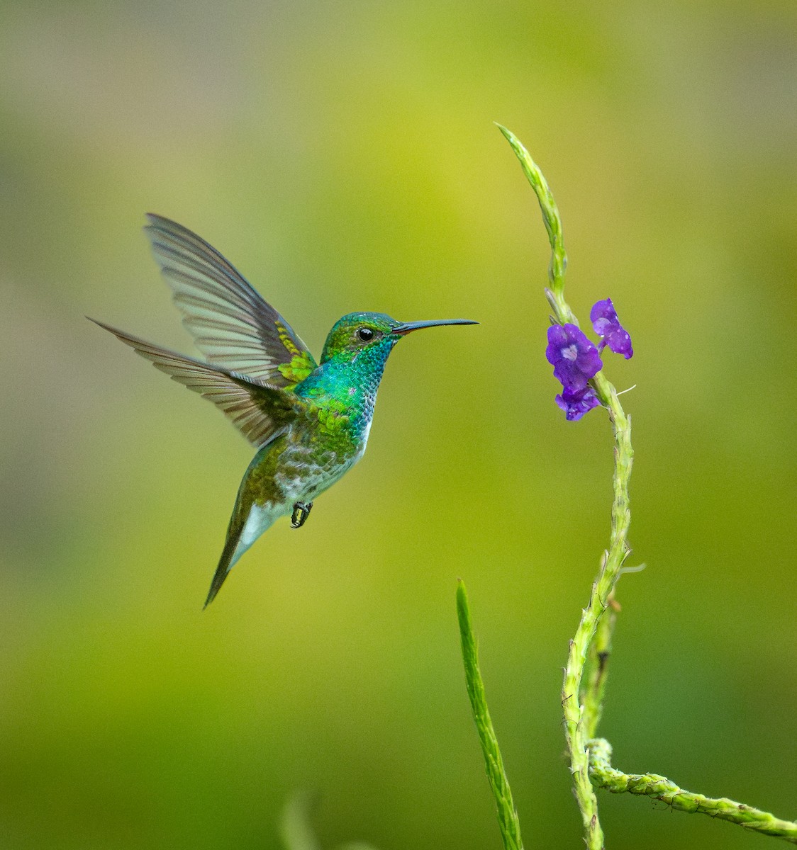 Mangrove Hummingbird - ML640587662