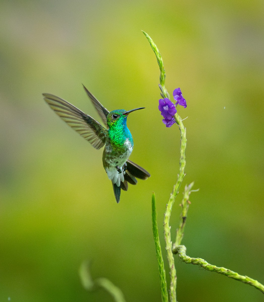 Mangrove Hummingbird - ML640587663