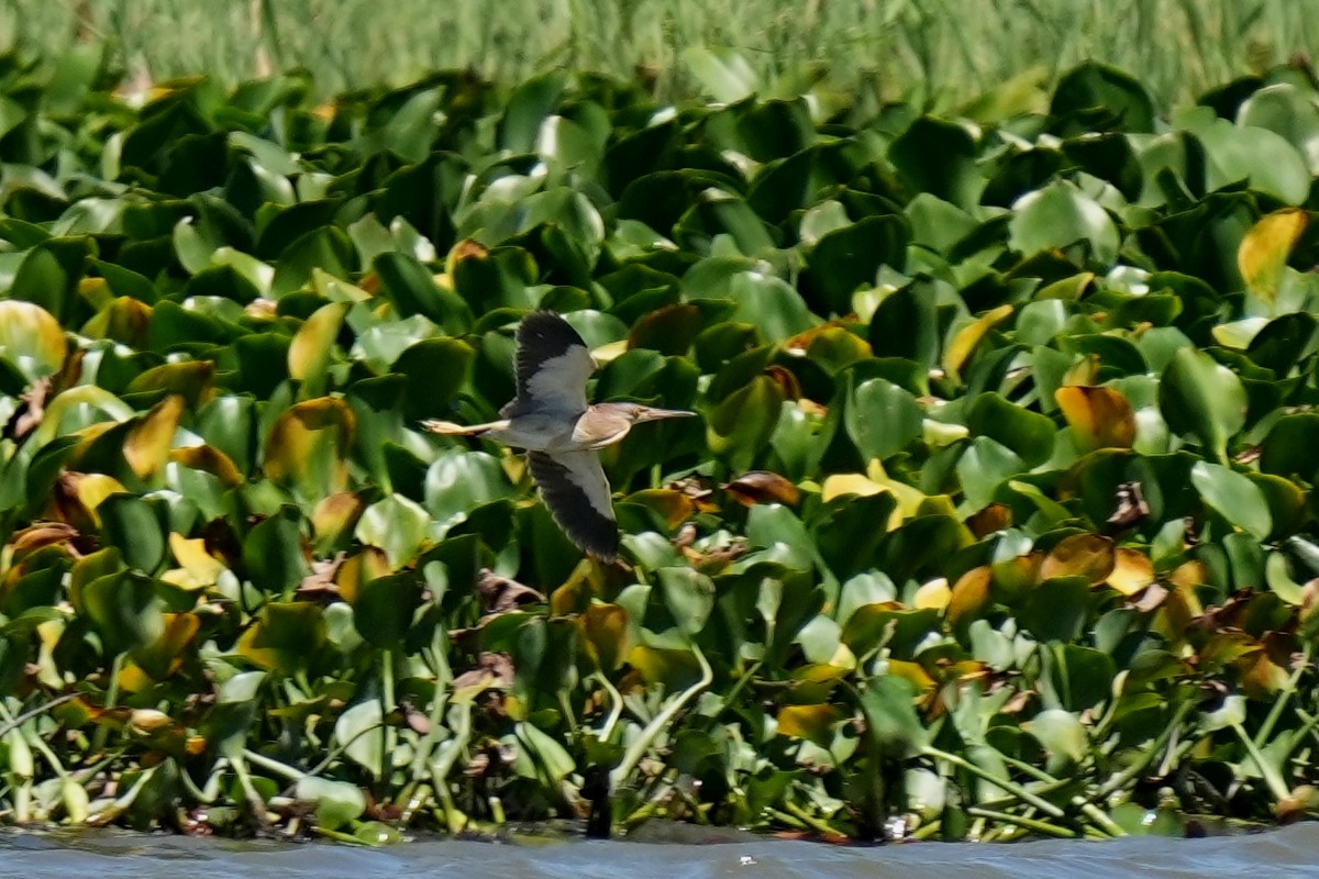 Yellow Bittern - ML640587665